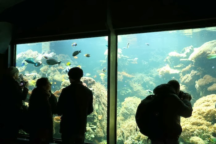 Inspiring Jewellery Aquarium