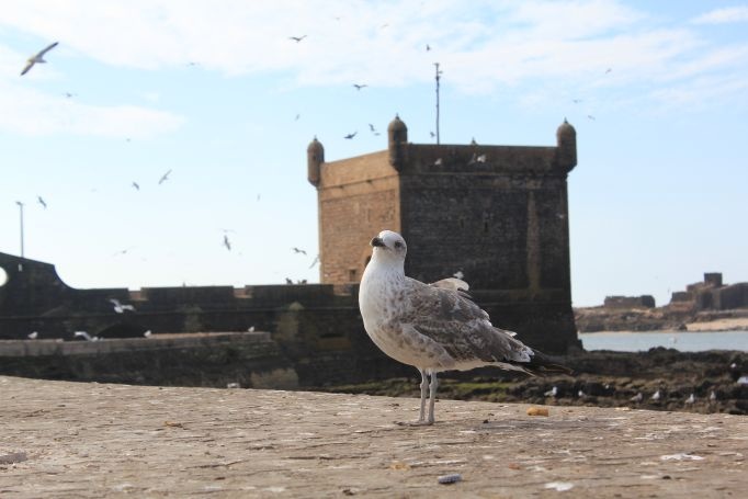 A weekend in Essouira, Marokko