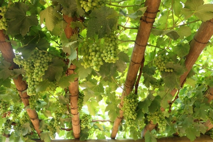 grape vine cape town