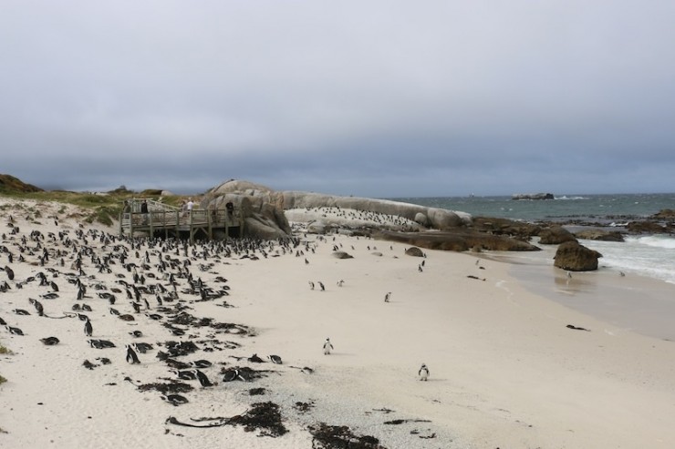 küste kapstadt südafrika, strand kapstadt