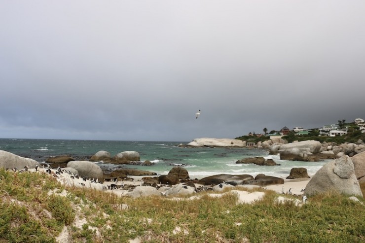 kapstadt pinguine, pinguine am meer