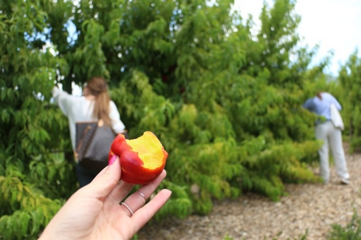 obst pflücken südafrika