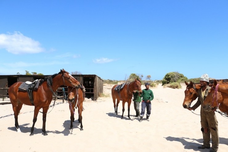 Reitstall südafrika, pferde kapstadt