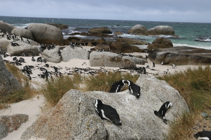cape town penguins, penguins south africa