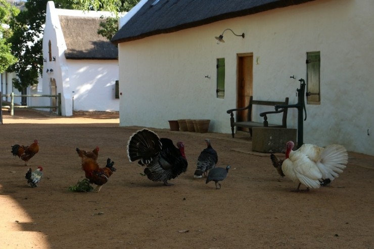 chickens south africa