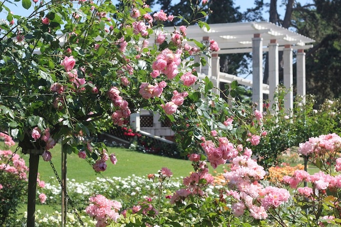 genf rosengarten