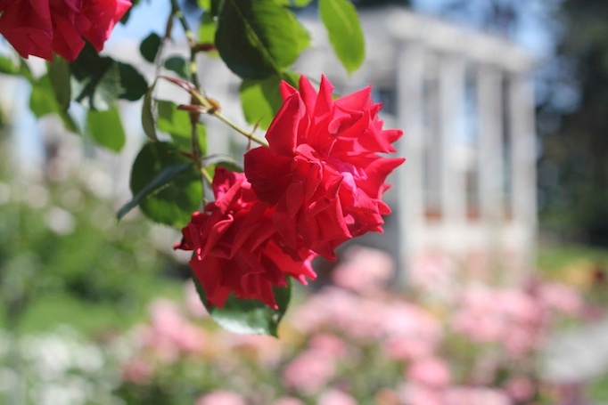 rose rot garten