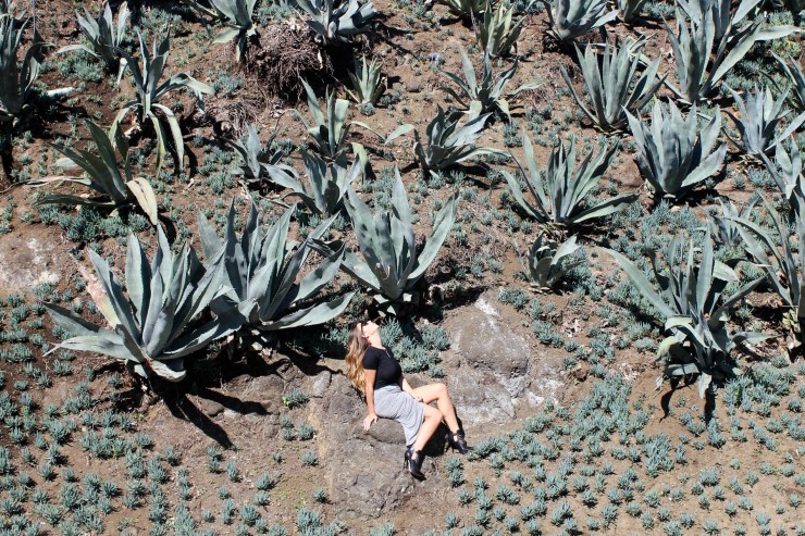 Hollywood Hills wüstenpflanzen