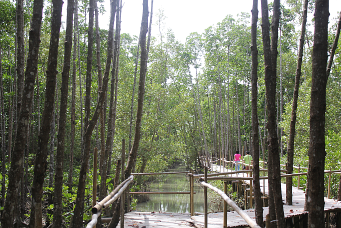 philippines kalibo trees