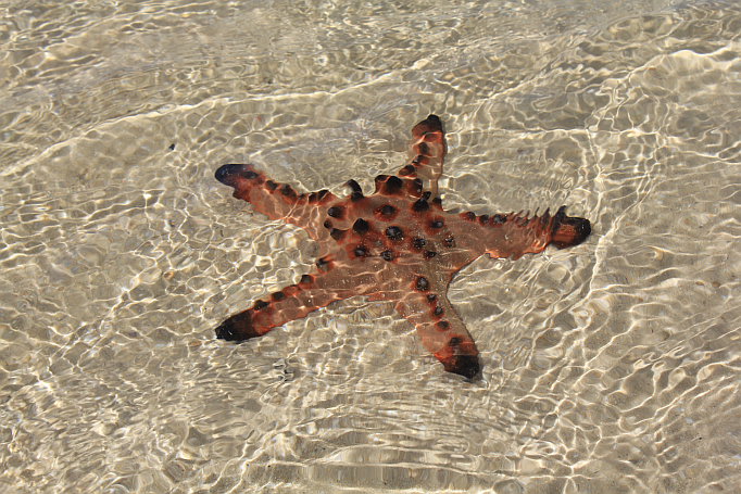 sea star