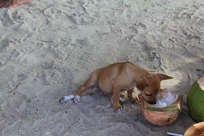 hund am strand