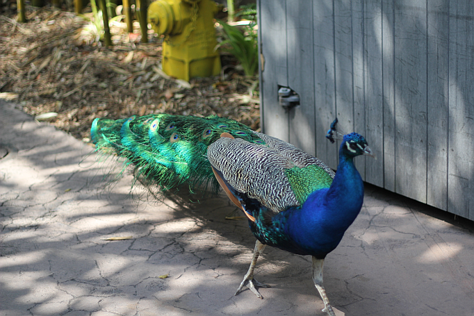 San Diego Zoo