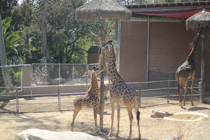 San Diego Zoo