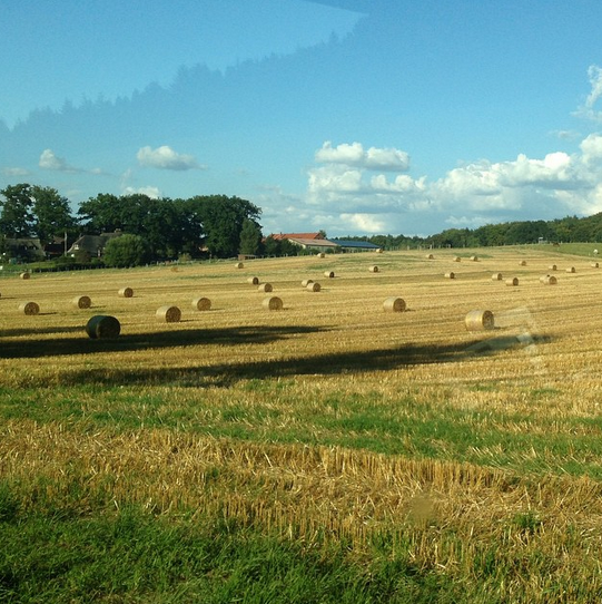 strohballen auf feld