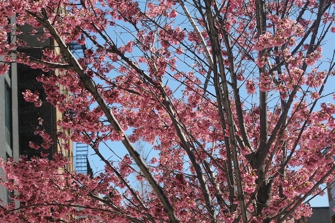 rote blüten am baum